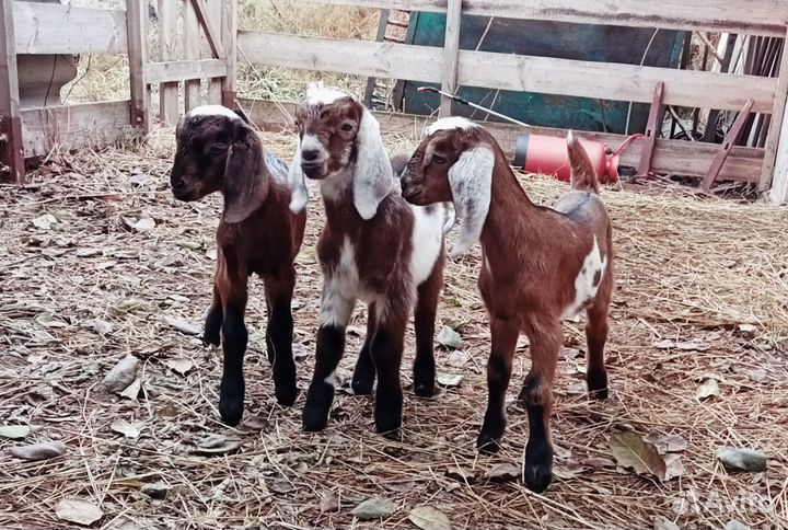 Англо нубийские козлята