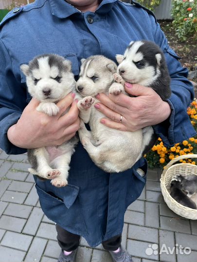 Щенки сибирской хаски
