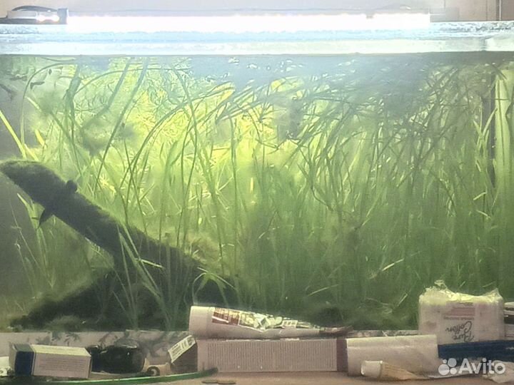 Роголистник