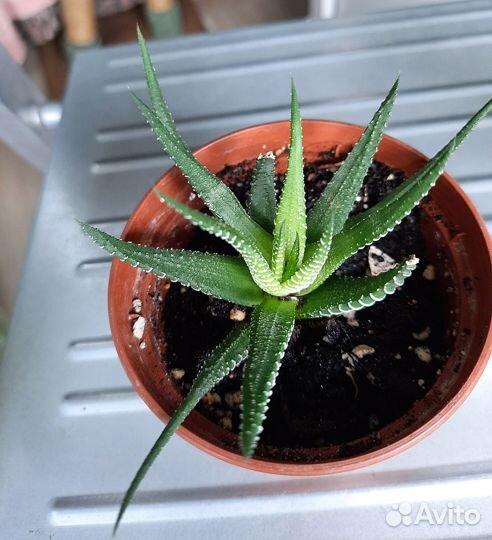 Комнатные цветы