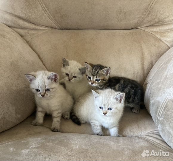 Котята в добрые руки