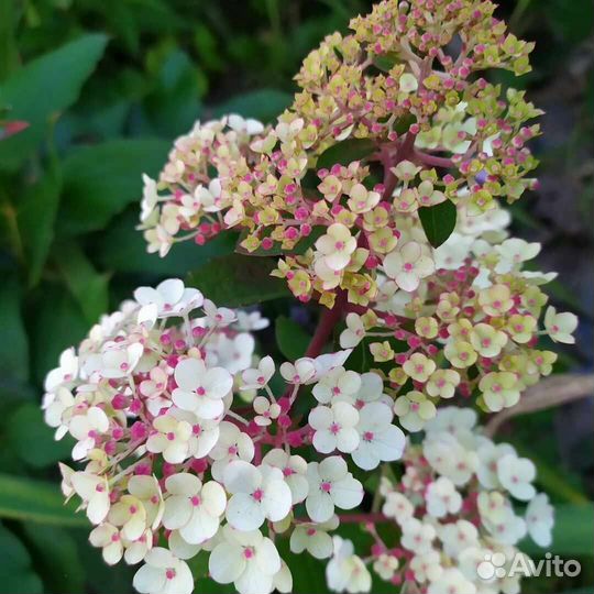 Самарская лидия метельчатая гортензия