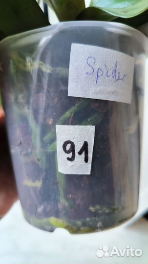 Орхидея фаленопсис Spider Bronze Maiden