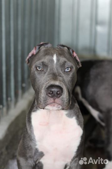 Щенки питбультерьера