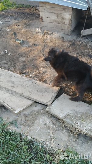 Отдам бесплатно собаку