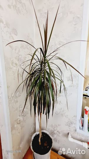 Пальма драцена