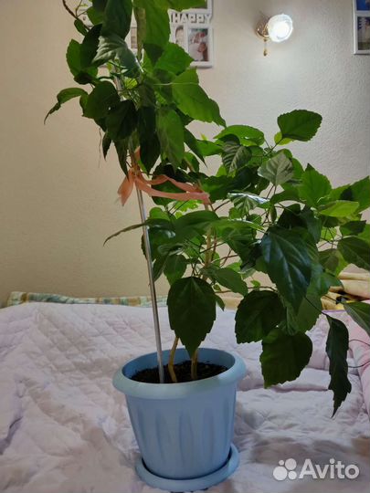 Розан, гибискус