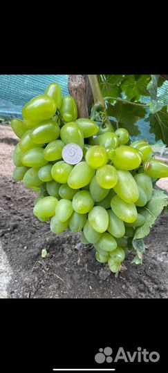 Саженцы и черенки винограда