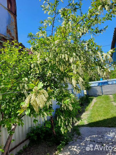 Саженцы плодовых деревьев