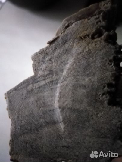 Окаменелое дерево