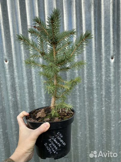 Ель глаука колючая