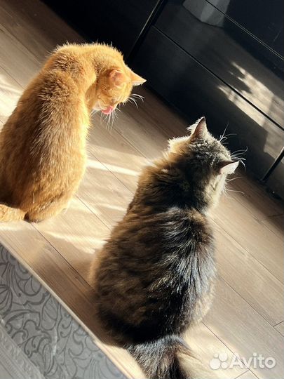 Передержка животных