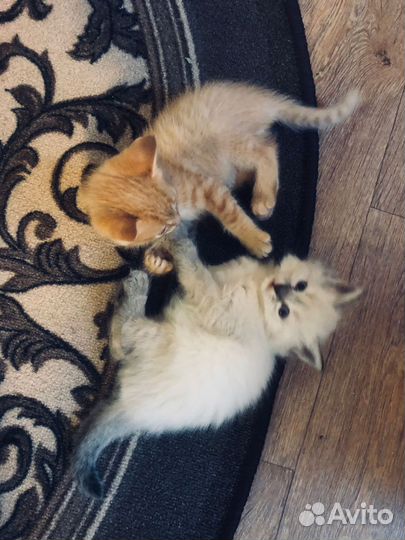 Котята в добрые руки
