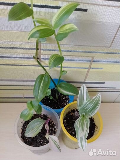 Традесканция