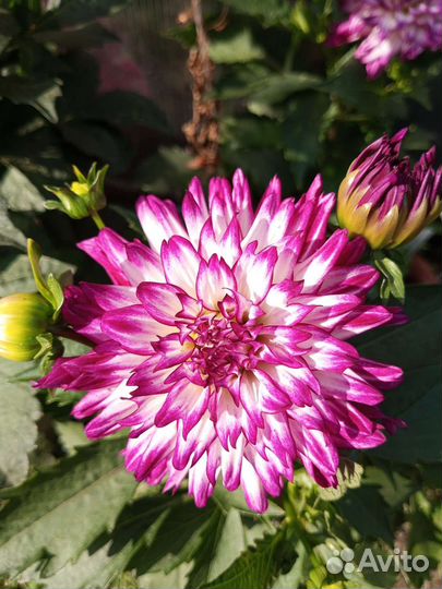 Вегетативные георгины