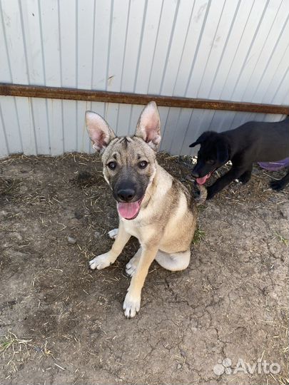 Собака-улыбака