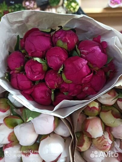 Пионы свежий срез. Новая поставка. Опт розница