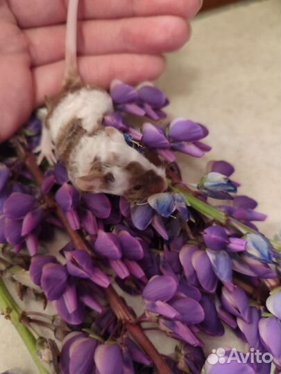 Мышь декоративные тексель сатиновые