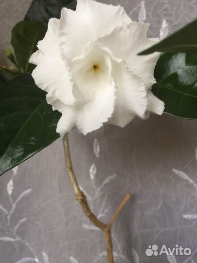 Табернемонтана