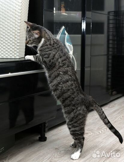 Кошки бесплатно Масяня