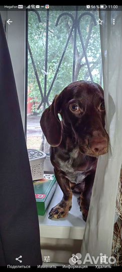 Собака в добрые руки