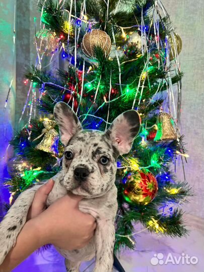 Французский бульдог мини девочка