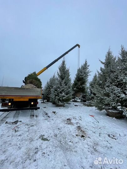 Ель крупномер 8,4 m