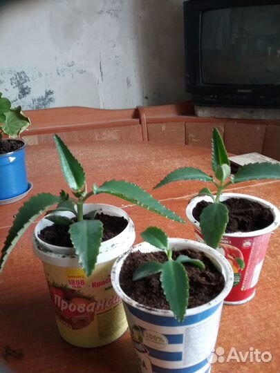 Веселый каланхое В вашем доме