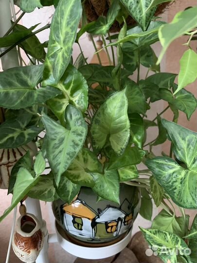 Драцена,сингониум,хойя