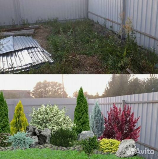 Рулонный,посевной газон