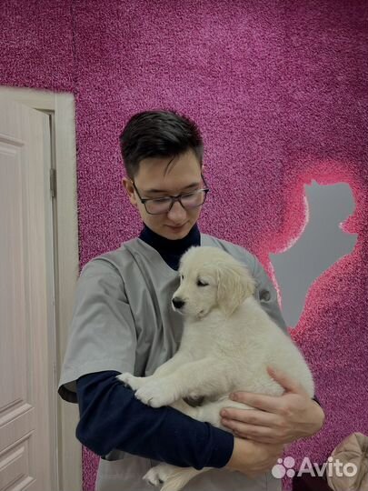 Ветеринарный врач