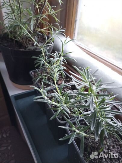 Розмарин растение