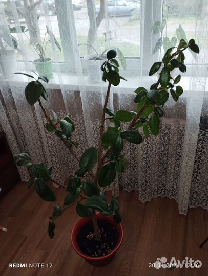 Комнатные растения цветы большие