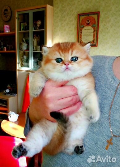 Золотые Шиншиллы- Альф, Аврора, Хипп и Снуффи