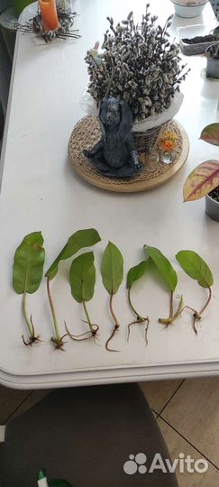 Филодендрон малай голд