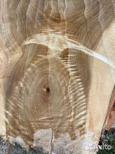 Слебы спилы дерева