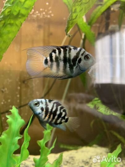 Рыбка сапфировый попугай