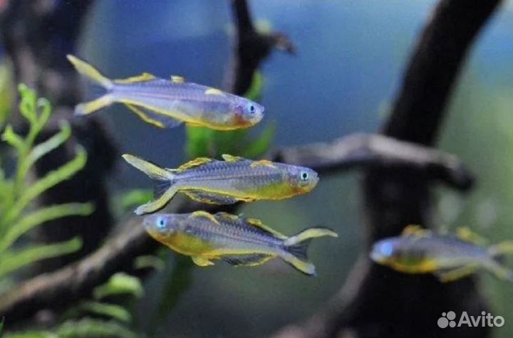 Магазин аквариумных рыб #Аквакубик #номерныесомы