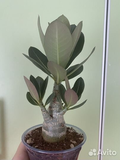 Адениум арабикум Годжи