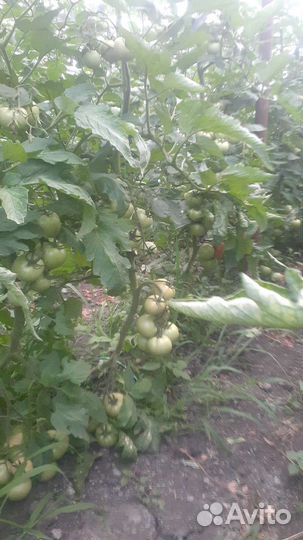 Семена профессиональных томатов