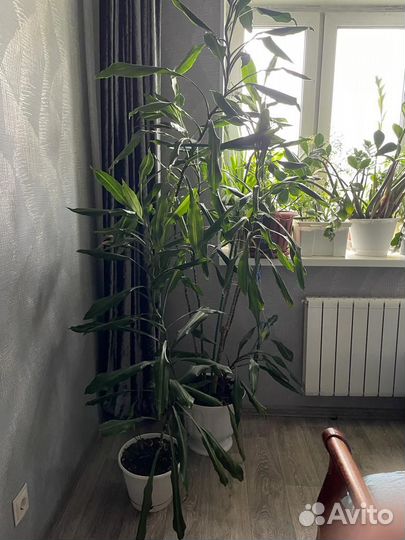 Комнатные растения цветы