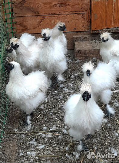 Петух китайский шелковый