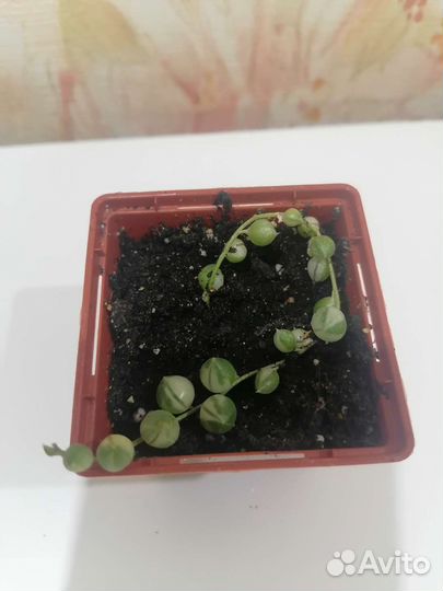 Крестовник роули вариегатный