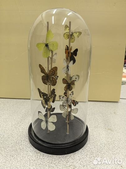 Композиция- бабочки2