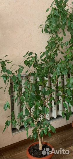 Фикус бенджамина