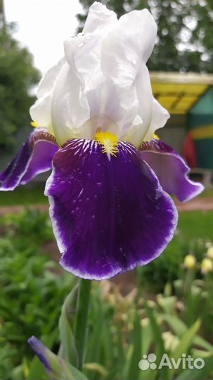 Ирисы бородатые сортовые
