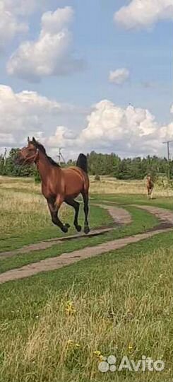 Арабские лошади