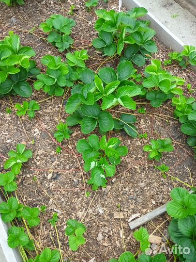 Рассада элитных сортов клубники (более 70 сортов)