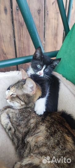 Котята