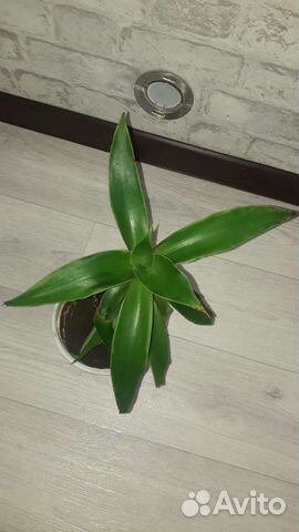 Продам Хатиору и золотой ус